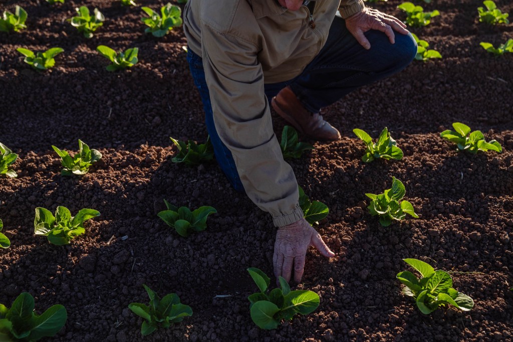 Alex Jack of Jack Brothers, Inc., looks at his lettuce growing in Imperial Valley on Nov. 15, 2022.
