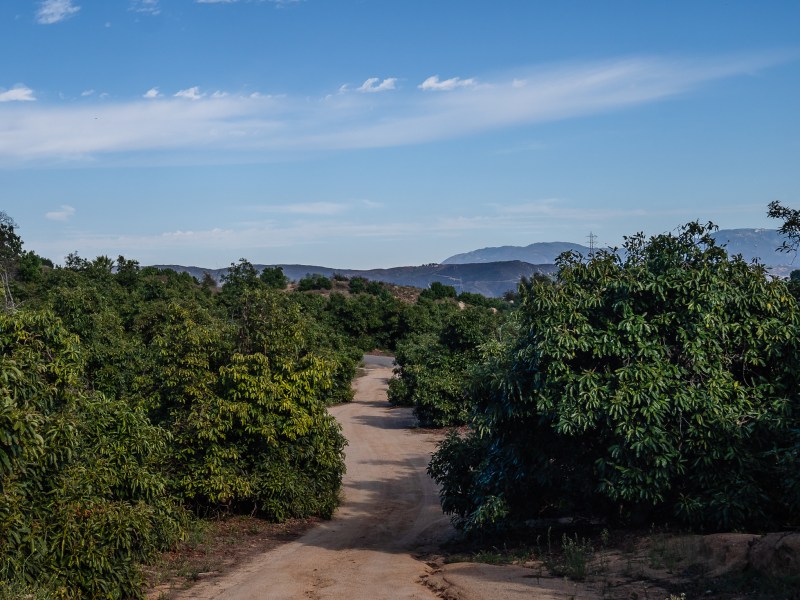 Avocado trees on Paula and Daniel Coxe's farm in Fallbrook on Oct. 9, 2023.